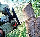 Professional Tree Care in Rockingham, NC