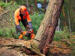 Best Firewood Processing and Delivery  in Rockingham, NC
