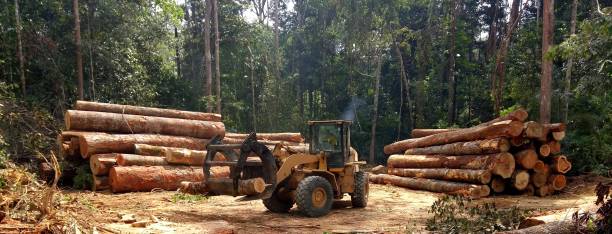 Best Lot and Land Clearing  in Rockingham, NC