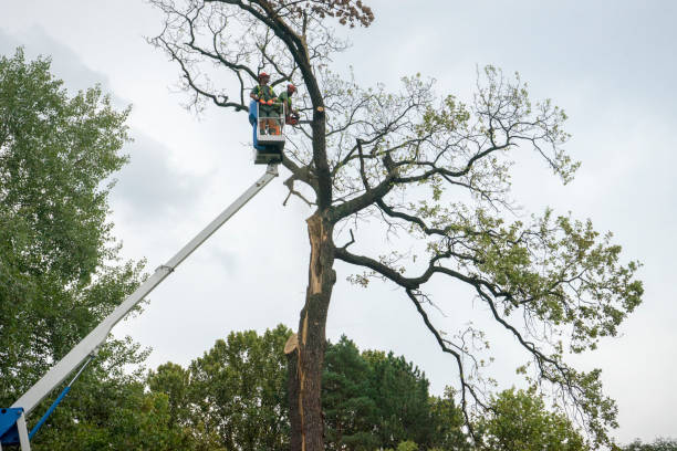 Best Commercial Tree Services  in Rockingham, NC