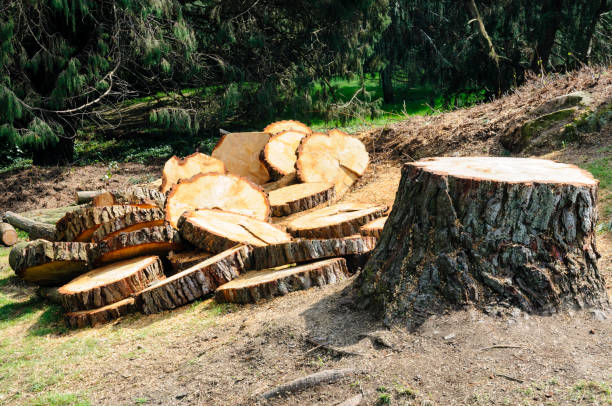 Best Tree Maintenance Programs  in Rockingham, NC